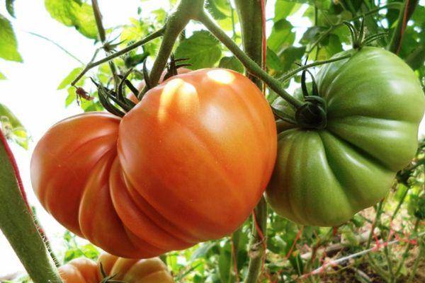 Томат гигант красный: характеристика и описание сорта, урожайность с фото