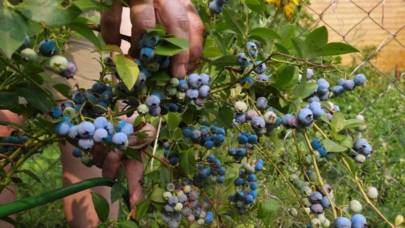 Почему нет ягод на клубнике: 5 причин отсутствия плодоношения