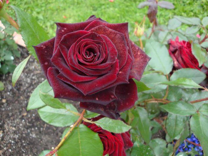 Блэк маджик роза - описание сорта, правила ухода, отзывы и фото