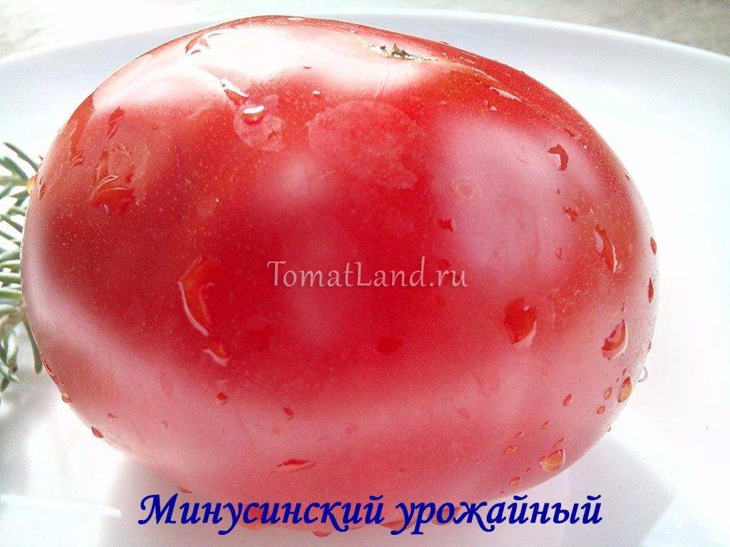 Минусинские томаты: шары, стаканы, розовые, длинные - описание сорта и характеристика, посадка и уход