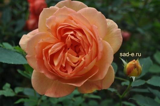Розы «дэвида остина» в ландшафтном дизайне: фото, описание