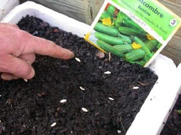 Выращивание огурцов открытом в грунте: посадка семян и уход за ними | (фото & видео) +отзывы