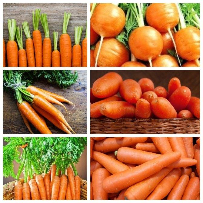 Выращивание моркови, как вырастить хороший урожай из семян (секреты) — морковь как сажать из семян — про огород