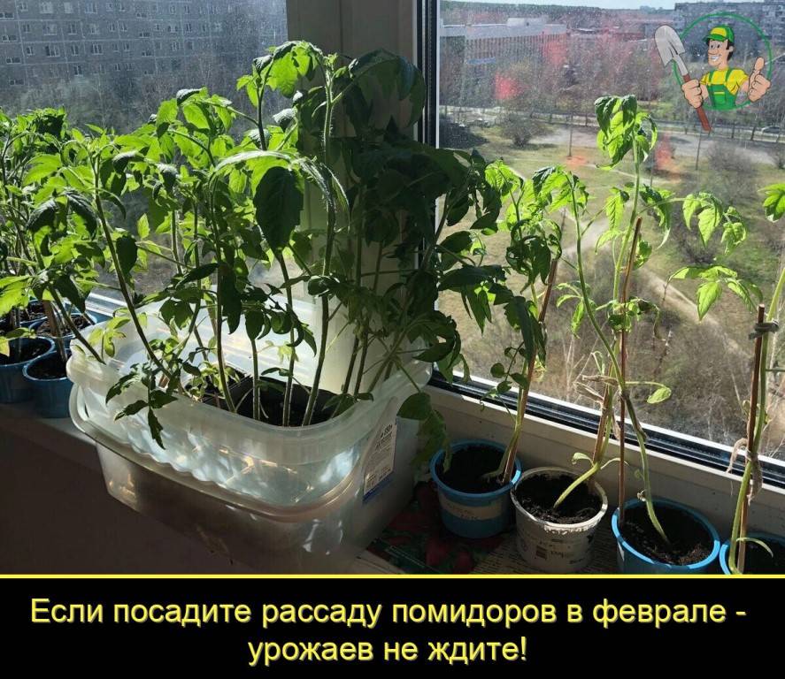 Когда сажать помидоры на рассаду на Украине