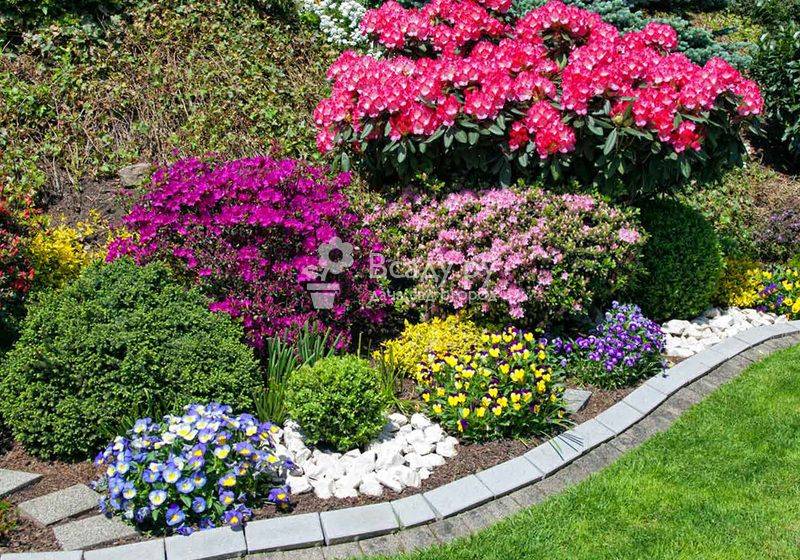 Особенности посадки многолетних кустовых цветов в саду, описание лучших видов