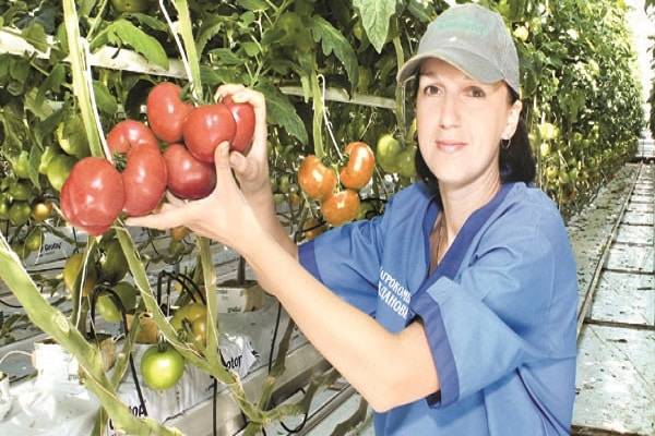Голландская технология выращивания томатов: основные принципы - огород | описание, советы, отзывы, фото и видео