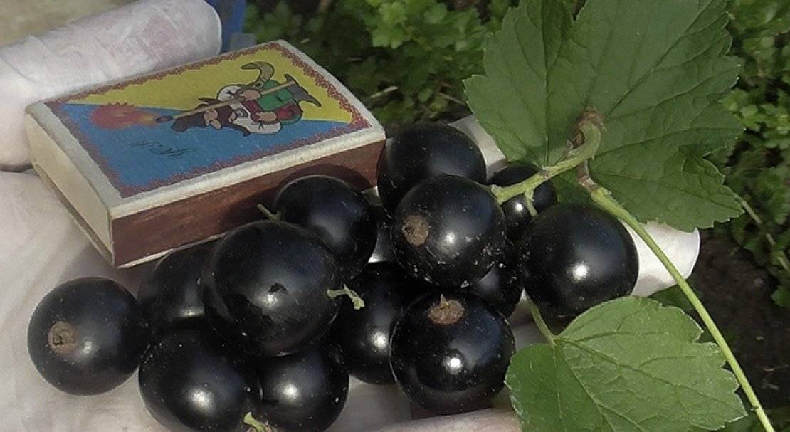Чёрная смородина перун: характеристика сорта и особенности выращивания