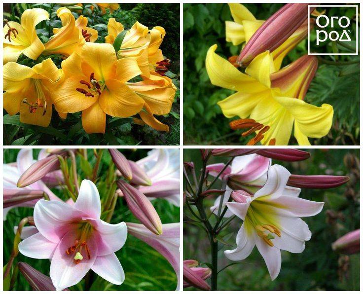 Сорта лилии с названиями и фото согласно международной классификации + гибриды и общий ботанический портрет цветка