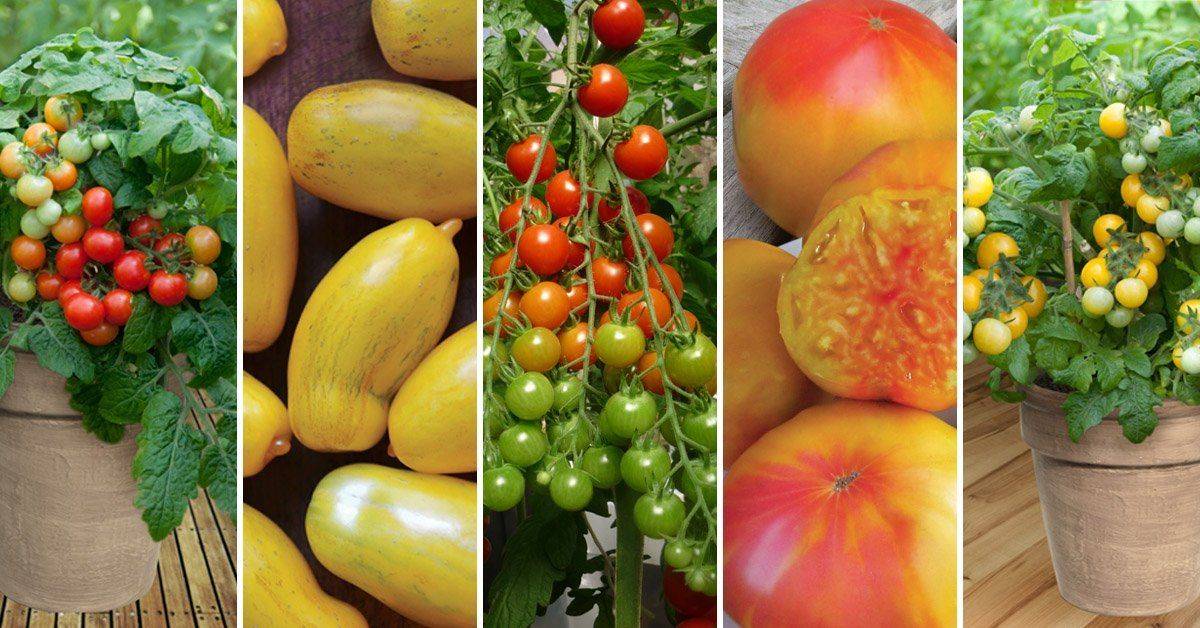 Описание сорта томата розализа, его характеристика и выращивание