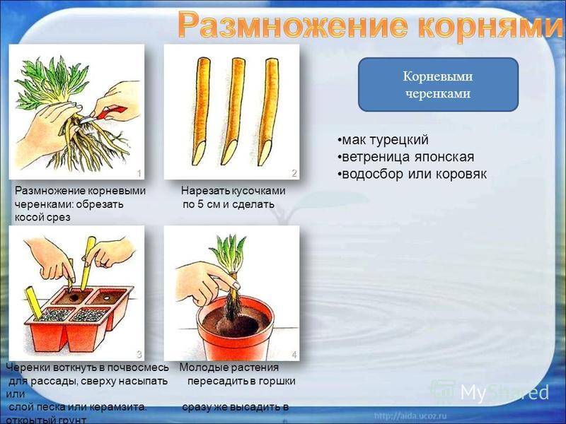 Как размножается мята - pocketflowers.ru
