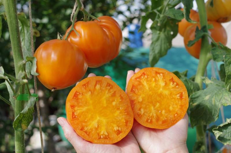 Томат оранжевая клубника: отзывы, фото, урожайность, описание и характеристика | tomatland.ru