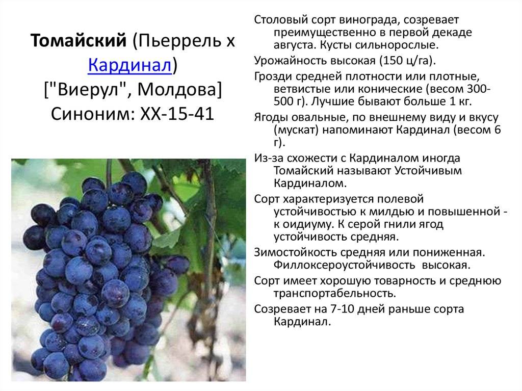 Виноград лорано: описание и характеристики сорта, технология выращивания