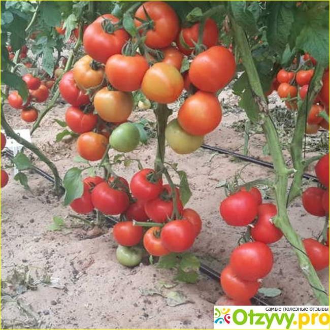 Характеристика и описание сорта томата бони мм, его урожайность