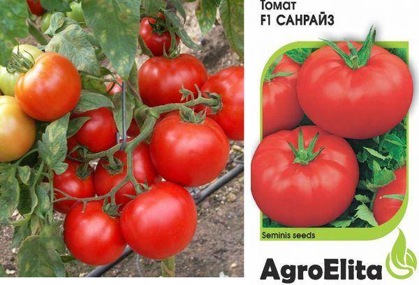 Томат углерод: отзывы об урожайности, характеристика и описание сорта, фото помидоров