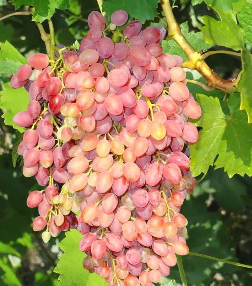 Виноград кишмиш лучистый - характеристика, описание ухода