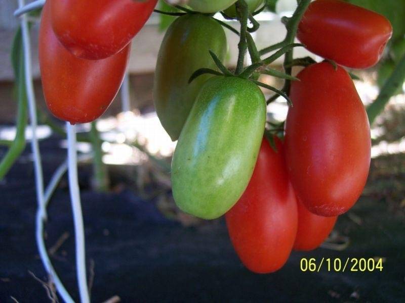 Описание гибридного томата джульетта и выращивание сорта из семян