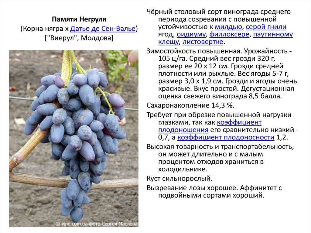 Выращивание винограда мукузани
