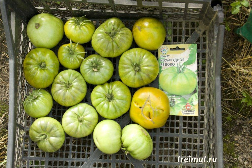 Описание томата изумрудный штамбовый и правила выращивания сорта