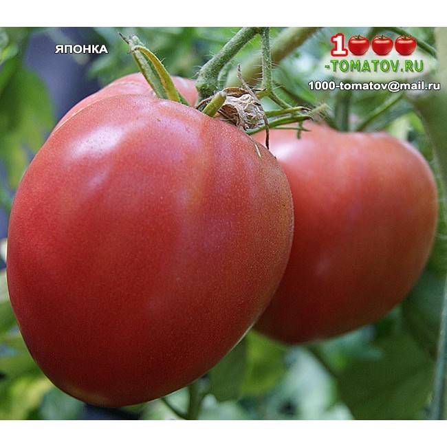 Ежегодно любители-овощеводы на всевозможных форумах выставляют списки самых вкусных и урожайных сортов и гибридов томатов. и во многих из низ встречается помидор японка, уверенно занимающий верхние ст