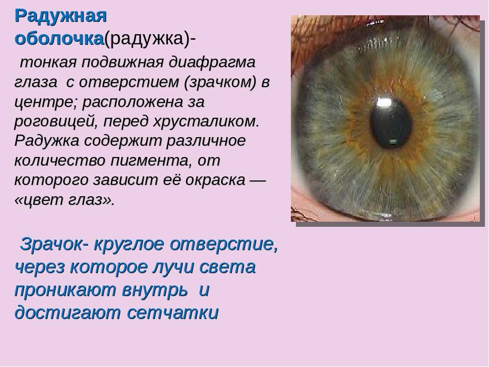 Глаза козы: строение и особенности зрачков, плюсы и минусы, заболевания
