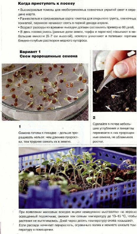 Как растить домашнюю рассаду помидоров по регионам