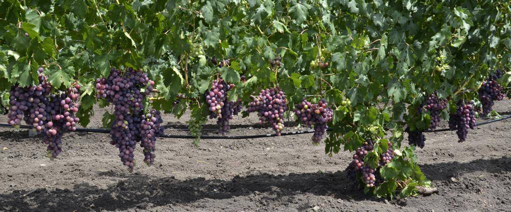 Описание сорта винограда «заря несветая»