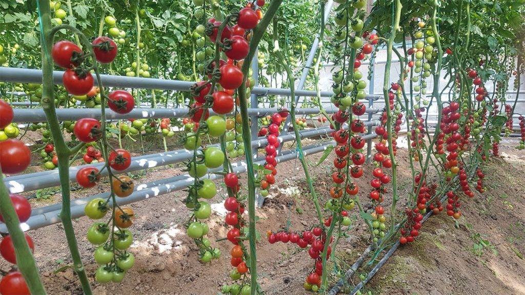 Томат черринано: описание и способы выращивания с фото