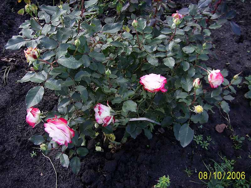 Роза юбилей принца монако: описание, фото, выращивание, отзывы