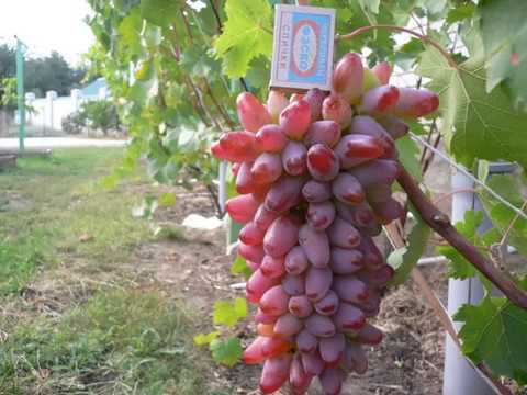 Описание сорта и характеристики винограда Оригинал, выращивание и урожайность