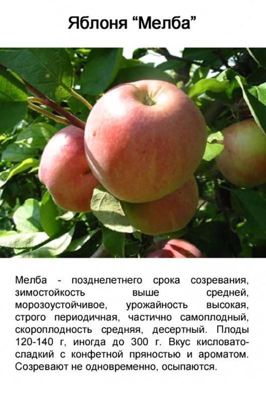 Сорт яблок богатырь: описание, плюсы и минусы, отзывы садоводов