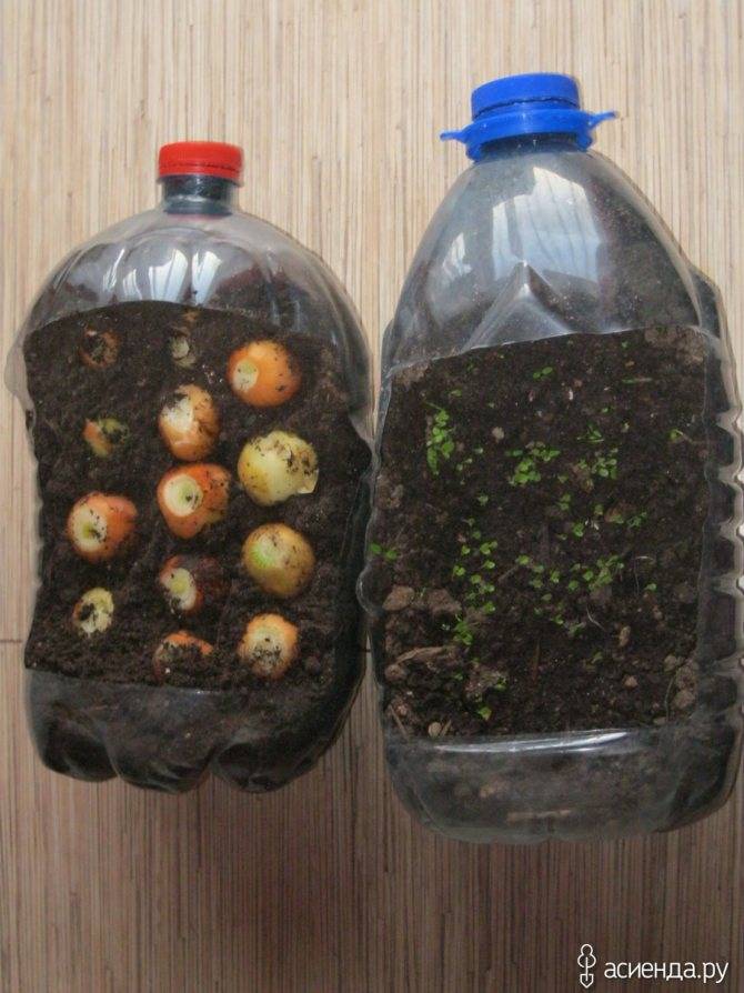 Выращивание огурцов в пластиковой таре в домашних условиях.