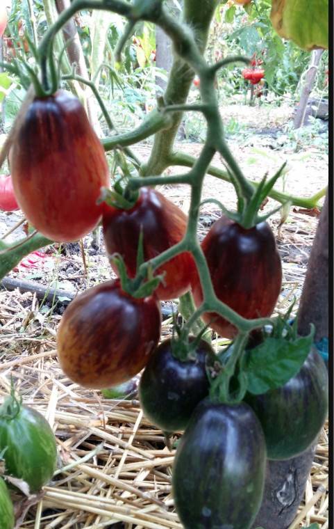 Описание томата серии гном бой с тенью, культивирование и выращивание сорта
