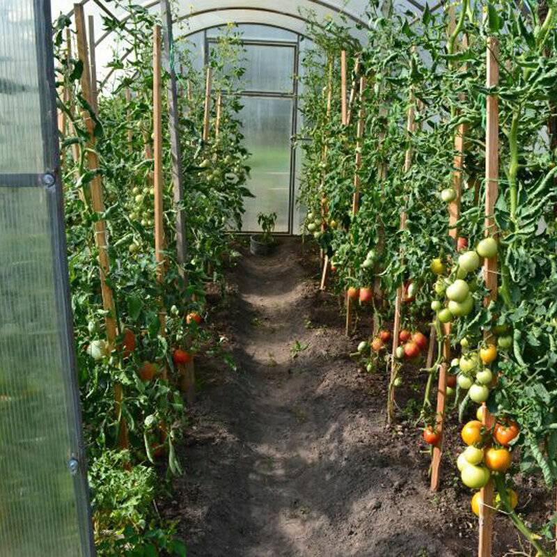 Выращивание помидоров в теплице из поликарбоната (видео)