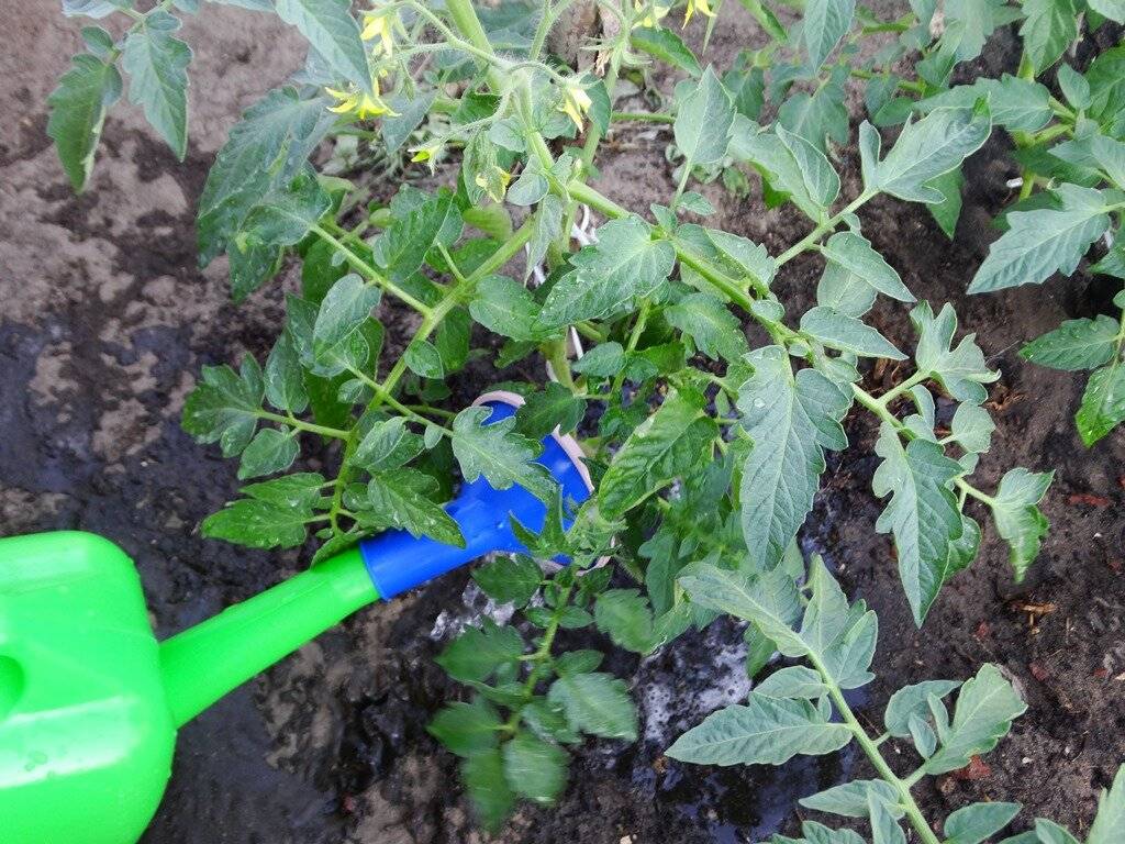 Как правильно удобрять и поливать помидоры в теплице и в открытом грунте: 4 подкормки за сезон
