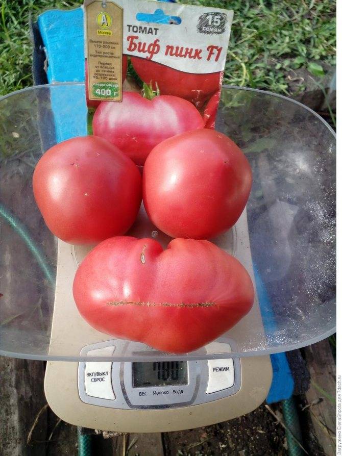 Лучшие сорта биф-томатов