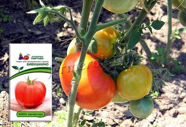 Томаты «бабушкин секрет» для любителей крупных помидоров
