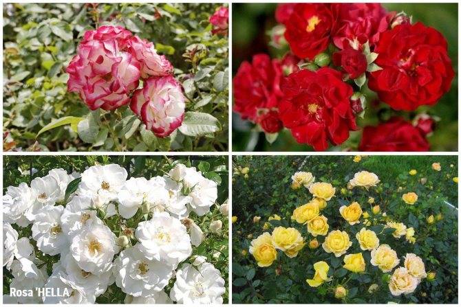Полиантовые розы: фото и описание, уход и выращивание, лучшие сорта