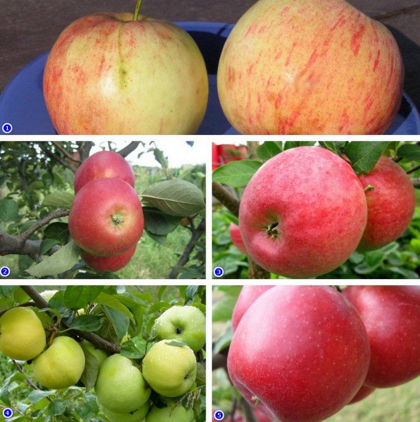Обзор сортов яблони для ярославской области с фото и описанием (+карликовые сорта)