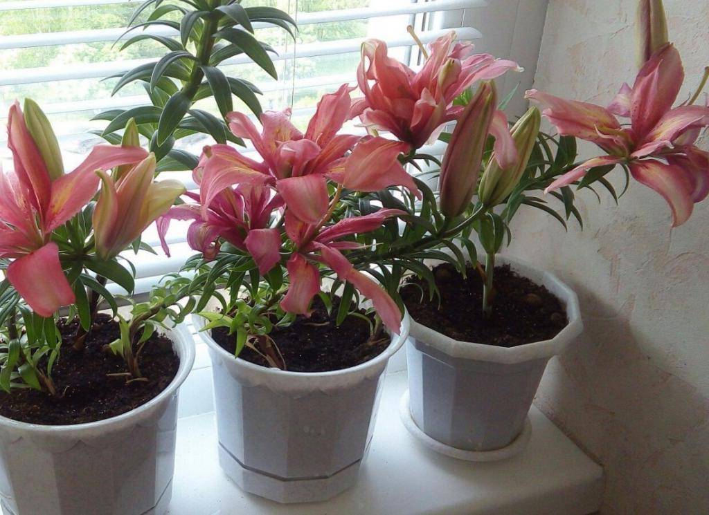 Выбор сорта комнатной лилии, как выращивать и ухаживать в домашних условиях