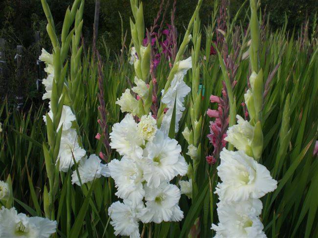 Гладиолусы — посадка и уход в открытом грунте, лучшие сорта, размножение цветка и болезни