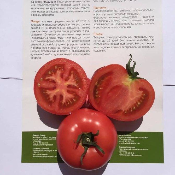 Описание сорта томата Цетус розовый, его характеристика и урожайность