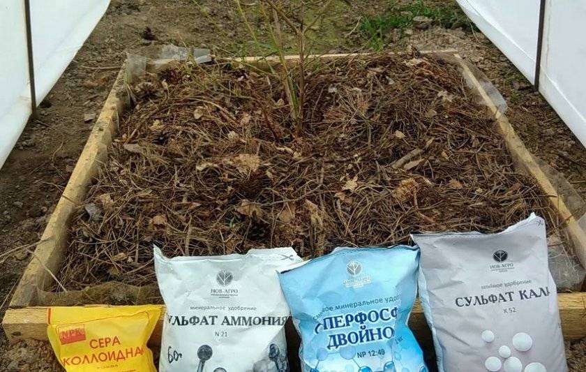 Какая почва нужна для голубики садовой: кислотность, состав, как сделать кислой