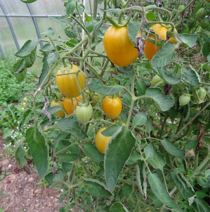 Фото, отзывы, описание, характеристика, урожайность сорта томата «медовая конфетка».