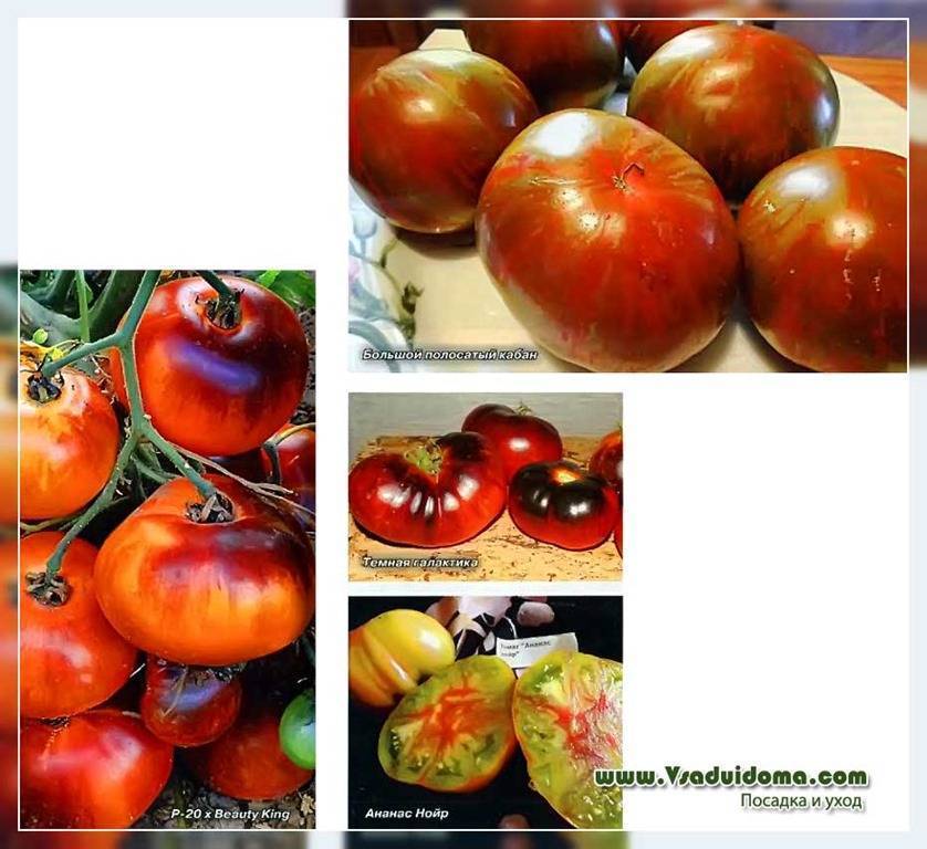 Томат блю р20: характеристика и описание сорта, отзывы садоводов с фото