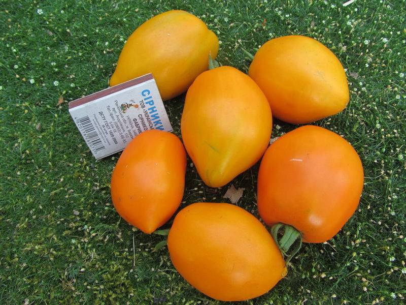Томат желтоплодный золотые яйца: урожайность, описание, агротехника, отзывы