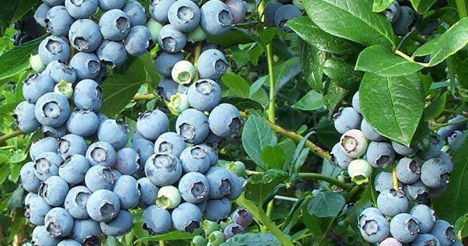 Голубика чандлер: описание сорта, правила посадки и ухода за высокорослой ягодой