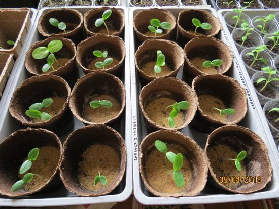 Торфяные горшочки для выращивания рассады: как пользоваться (высаживать)?