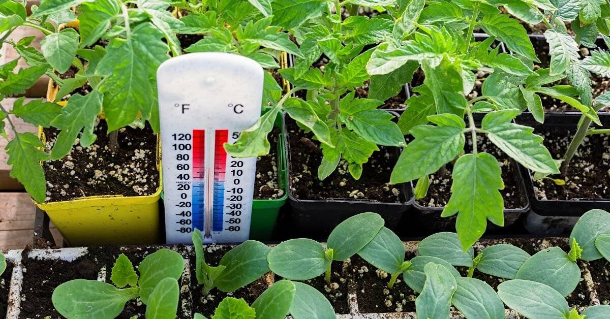 Какая температура оптимальна для выращивания рассады томатов