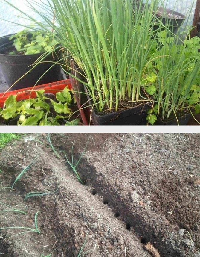 Выращивание лука-порея через рассаду: посев, уход, пикировка в домашних условиях