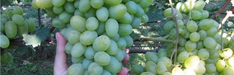Описание сорта, отзывы и правила выращивания винограда гелиодор